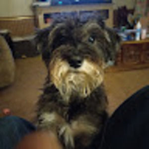 Meet your Posher, Anton